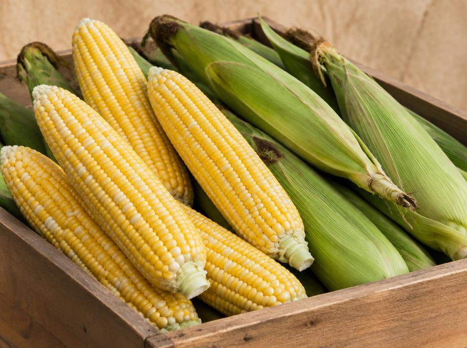 Sweet Corn for wholesale produce buyers